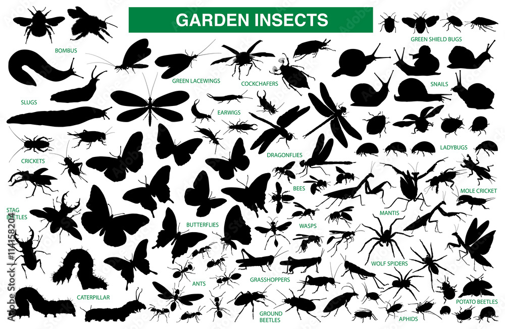 Garden insect vector silhouette collection - obrazy, fototapety, plakaty 
