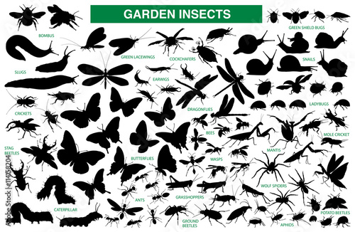 Garden insect vector silhouette collection Tableau sur Toile