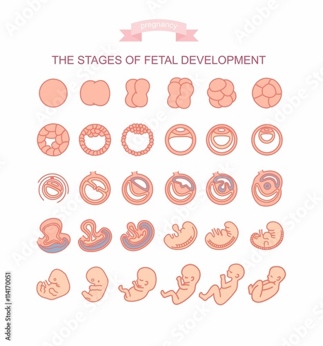 Fotografía vector illustration stages of fetal development