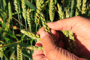 Farmer testing wheat crops on field