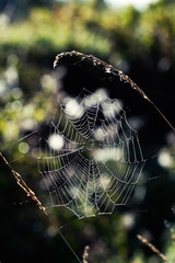 Wall Mural - spider web