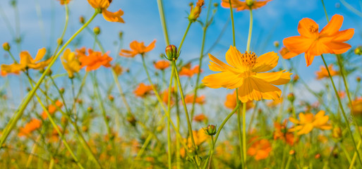 image of orange and yellow cosmos flowers in garden field on day