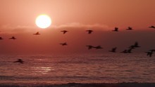 Birds Flying In Slow Motion At Sunset Over The Sea