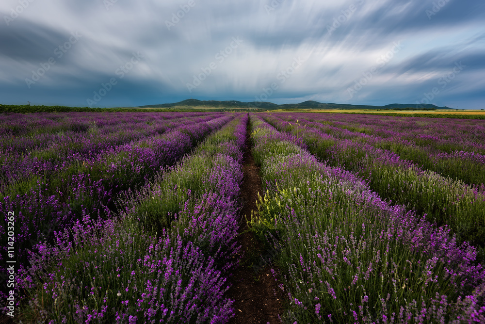 Lavender field at the end of June, near Burgas city, Bulgaria  - obrazy, fototapety, plakaty 