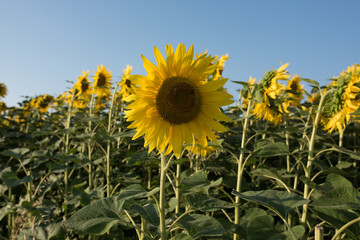 Wall Mural - sunflower field