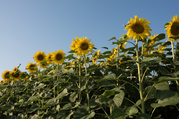 Wall Mural - sunflower field