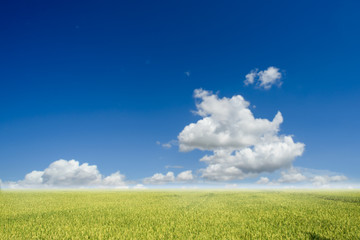 Paddy filed with blue sky and cloud in sunny day.