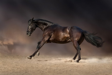 Wall Mural - Black stallion run gallop in desert storm