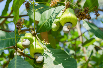 Cashew On The Cashew Tree In Natural Garden.