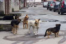 Stray Dogs On Street
