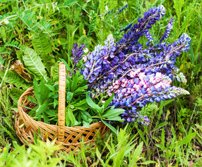 Canvas Print - Basket with lupine flowers