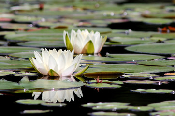 Fragrant Water Lily - Nymphaea odorata