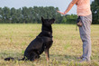 Black German Shepherd training (Sit command)