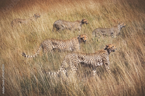 Obraz Dibond Rodzina gepardów na polowaniu. Park Narodowy Serengeti. Tanza