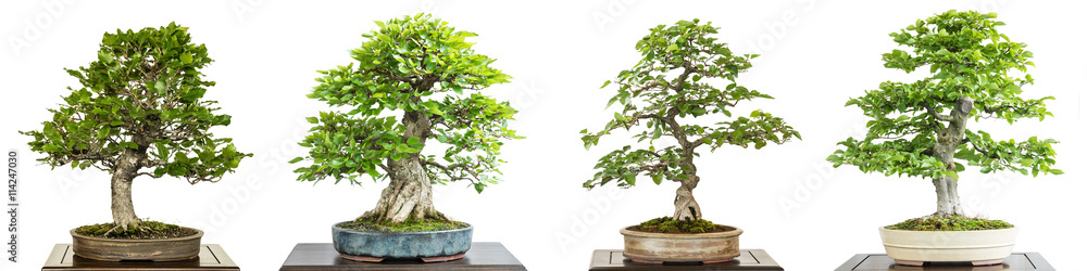 bonsai tree growing from seed Grow Your Own Bonsai Tree Kit – 5 Varieties from Seed – Pronto Seed main image 1