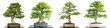 Buche und Hainbuche als Bonsai Baum weiss freigestellt.