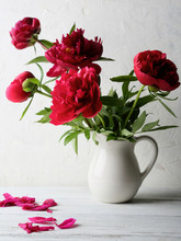 Fresh Red  Peonies In Vase