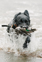 Gun Dog Retrieving Waterfowl From Water