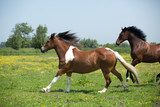Fototapeta Konie - Pferde galoppieren