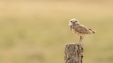 Burrowing Owl On Post On The Plains Of Colorado