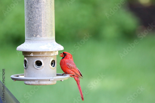 Male Cardinal Bird At Feeder Buy This Stock Photo And Explore
