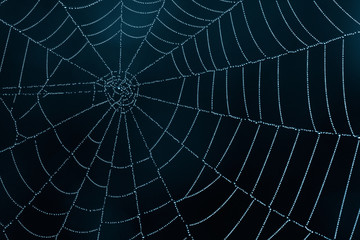 Wall Mural - spider web