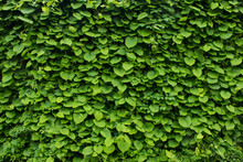 Green Wall Green Plant Background