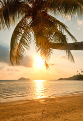 The coast of the tropical sea at sunset, palm tree, white sand a