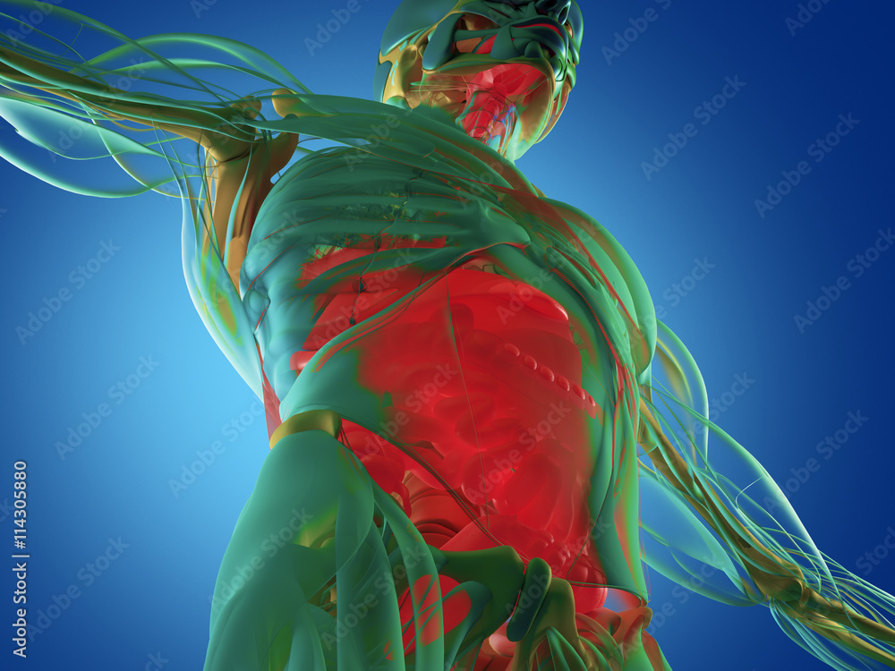 Ilustración de Stock Digestive system, human anatomy, xray like ...