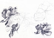 Peonies. Hand drawn realistic sketch of flowers. Nature study. Graphite pencil on paper