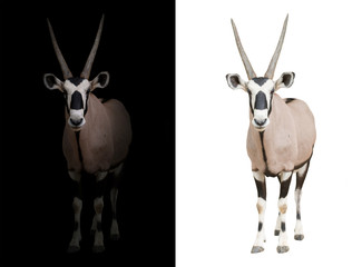 Sticker - oryx or gemsbok in dark background