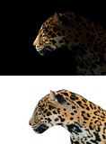 Fototapeta Zwierzęta - jaguar on black and white background