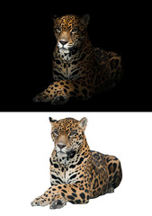 Wall Mural - jaguar on black and white background