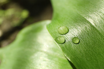 Sticker - Green leaf with dew drops, close up