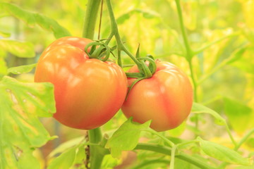 Tomatoes are growing