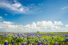 Texas Bluebonnet Filed And Blue Sky In Ennis.
