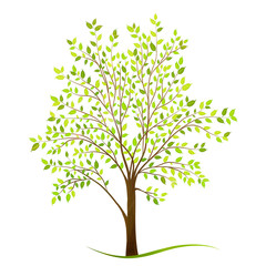 Green tree with leaves on white background