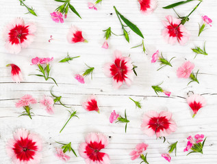 Wall Mural - Carnation flowers on light rustic wooden background.