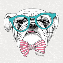 Image The Portrait Of A Bulldog With A Bow And In The Glasses. Vector Illustration.