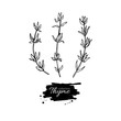 Thyme vector drawing set. Isolated thyme plant and leaves.