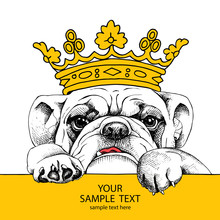 The Poster Of Portrait Bulldog In The Crown. Vector Illustration.
