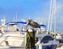 Fort Lauderdale Pelican Bird In Marina Florida