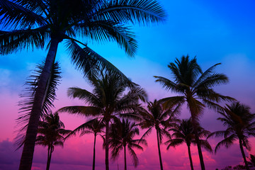 Wall Mural - Miami Beach South Beach sunset palm trees Florida