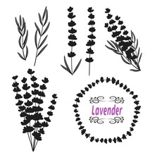 Set Of Lavender. Hand Drawn Bunch Of Lavender, Lavender Flowers And Leaves Separatly. Black Silhouettes Isolated On White. Vector Illustration.