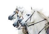 Fototapeta Konie - camargue white horses isolated on white portrait