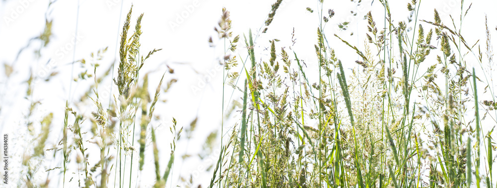 flowering grass in detail - allergens - obrazy, fototapety, plakaty 