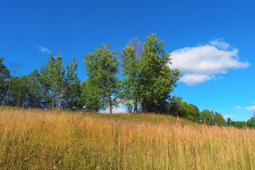 Wall Mural - Summer landscape with trees, grass, sky and clouds