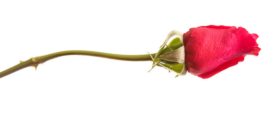 bud of a red rose isolated on white background