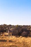 Fototapeta Sawanna - Two giraffes in the Savannah, in Namibia, Africa