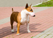 Bull Terrier Looks.  Red And White Bull Terrier Is On The Grass.